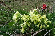 In Söc di Agnei (Cima degli Agnelli), detta anche Cima Camplano (2057 m) il 9 maggio 2015 - FOTOGALLERY